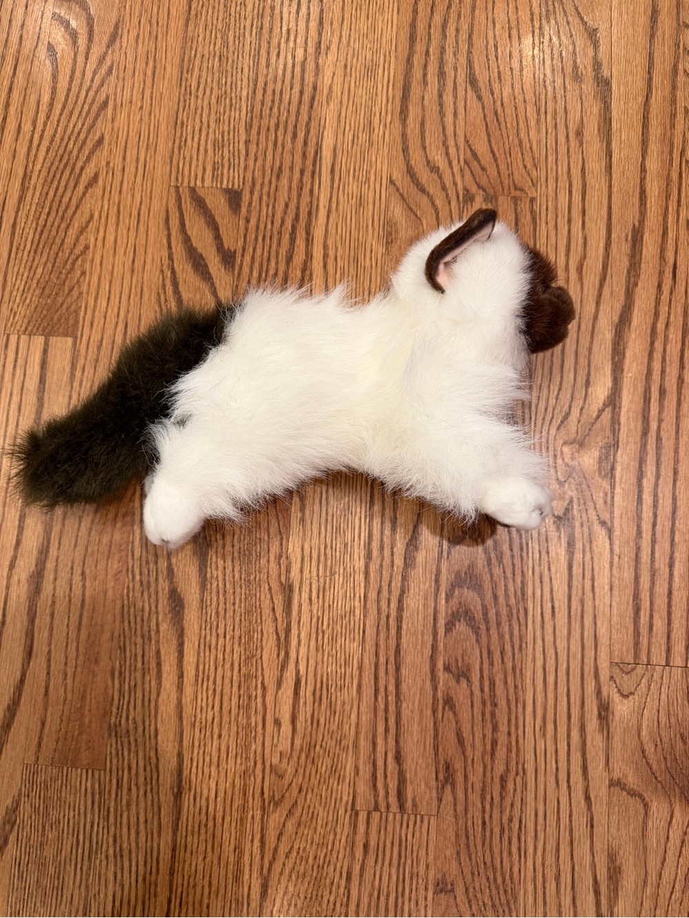 Aurora Bella cat plush
